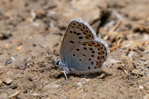 Réf. 218 107 : Plebejus sp.
